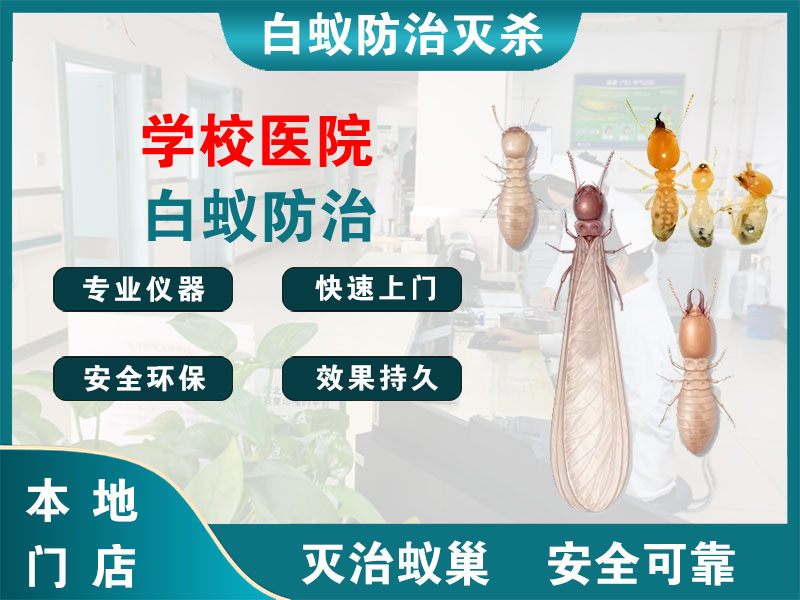 邳州学校医院白蚁防治