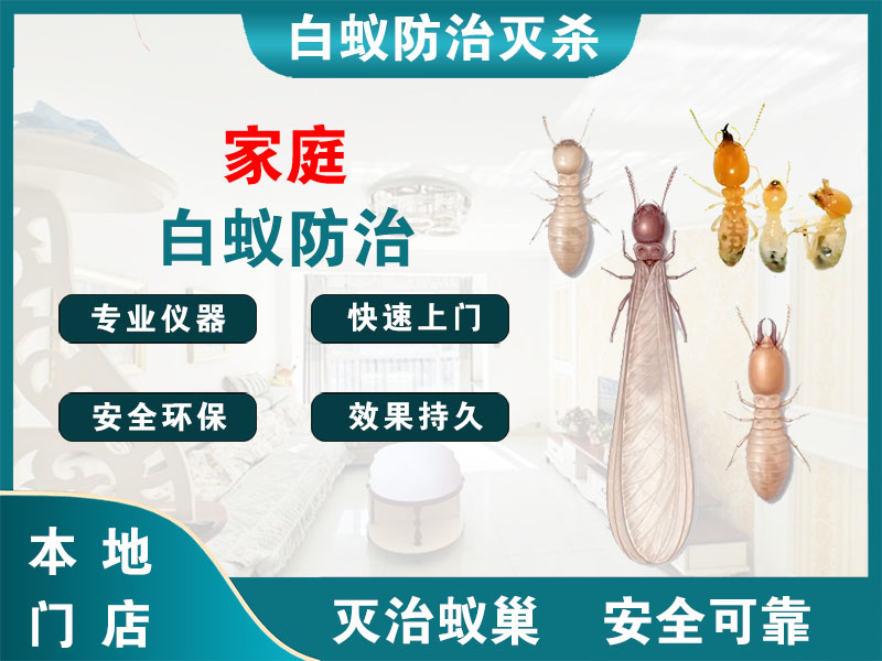 邳州家庭白蚁防治