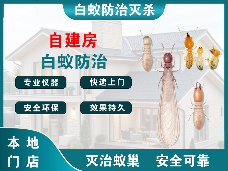 邳州自建房白蚁防治