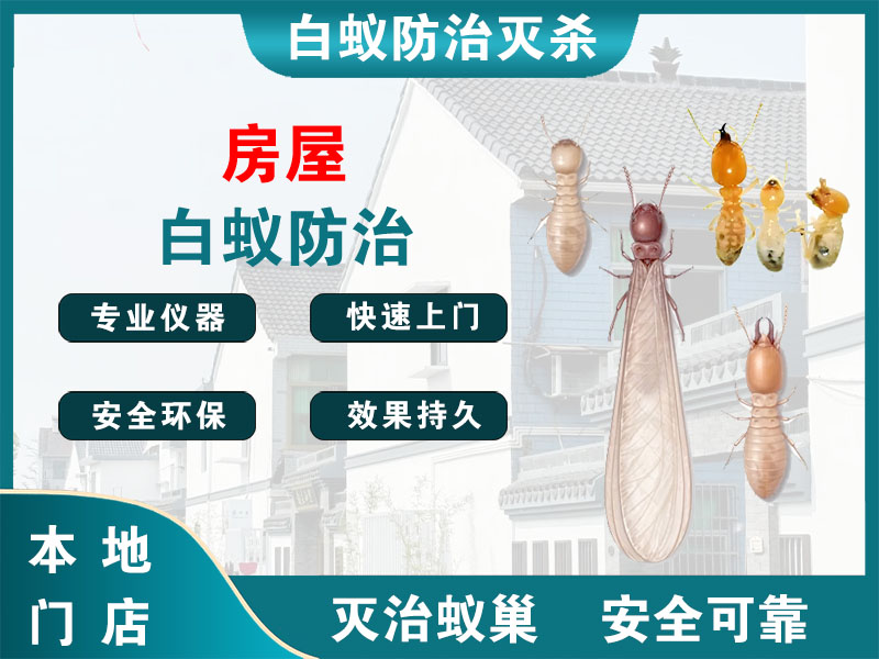 邳州房屋白蚁防治